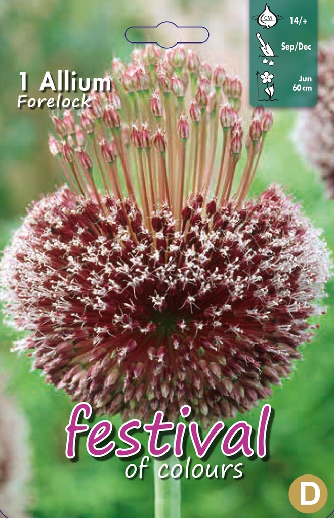 Allium 'Forelock'