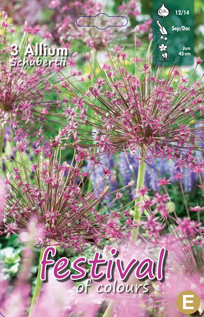 Allium 'Schubertii'