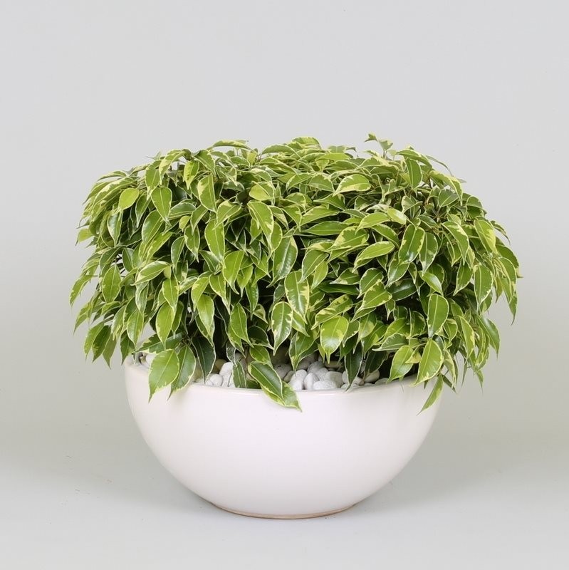 Ficus 'Kinky' dans céramique