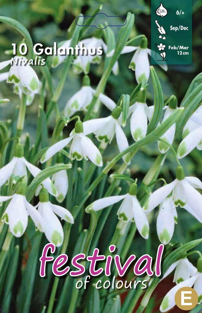 Galanthus nivalis 'Nivalis'