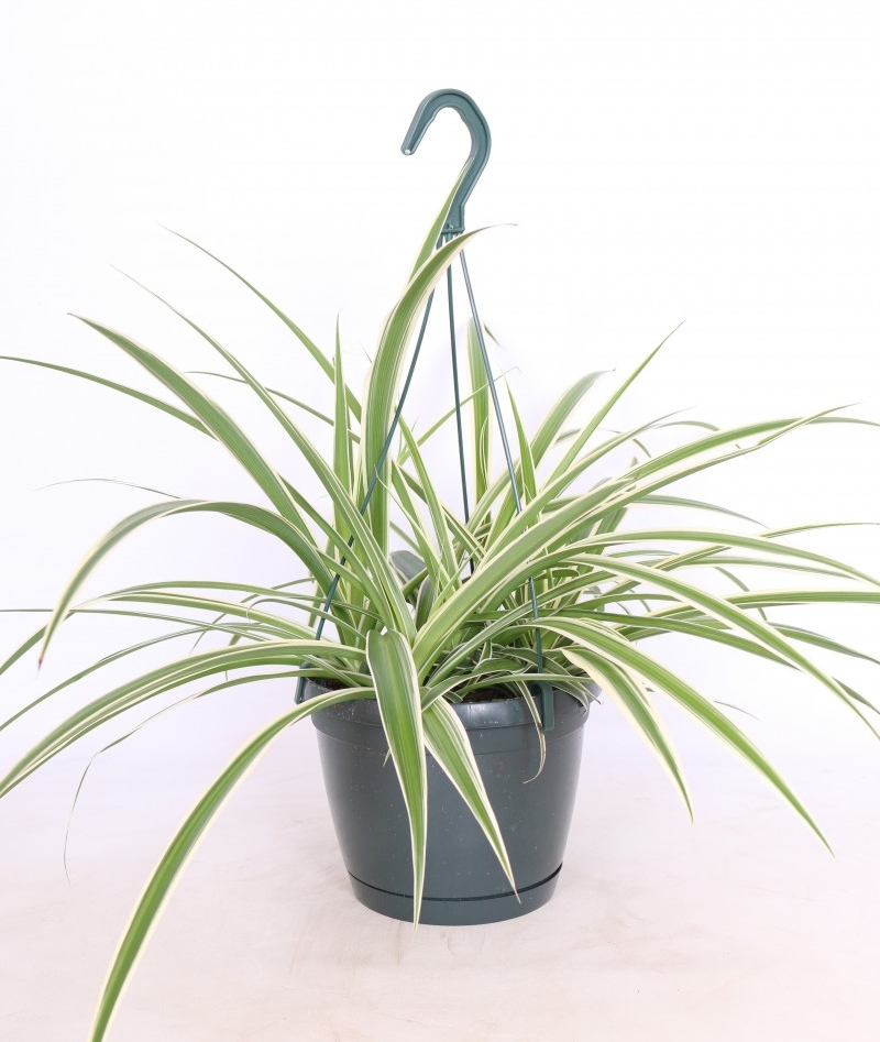 Chlorophytum laxum