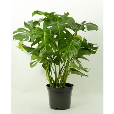 Monstera deliciosa