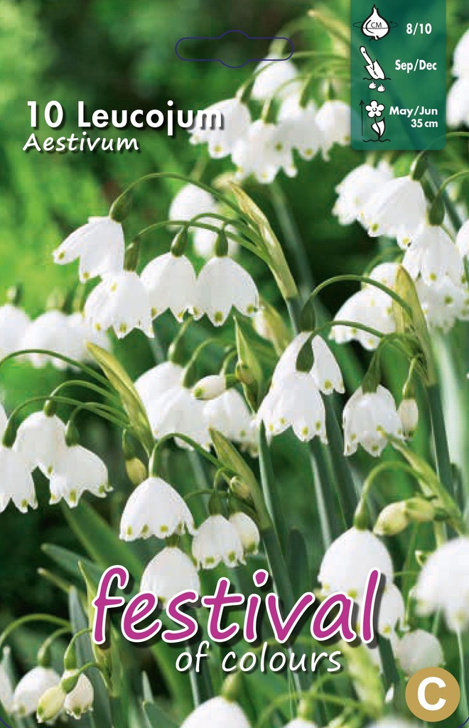 Leucojum aestivum