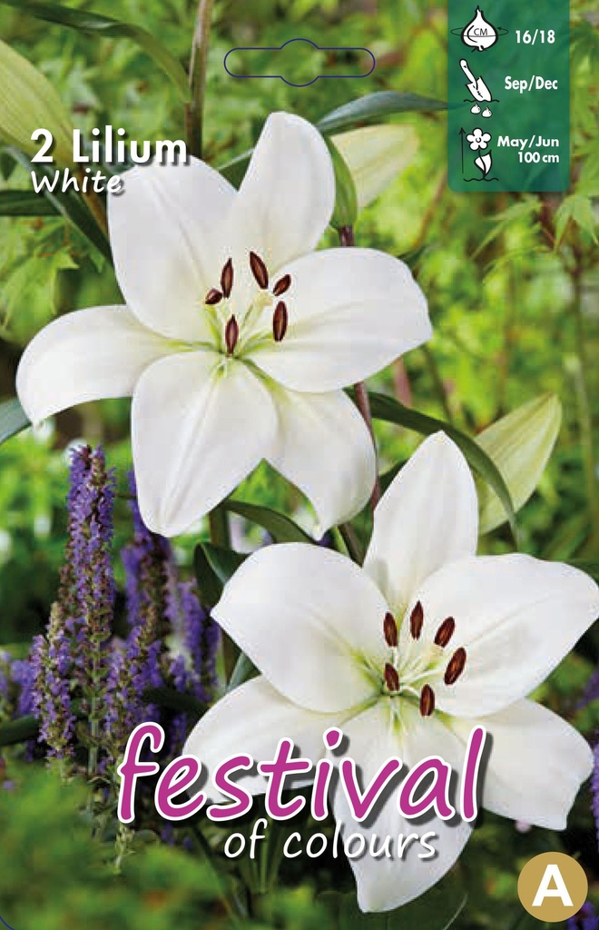 Lilium asiatique Blanc