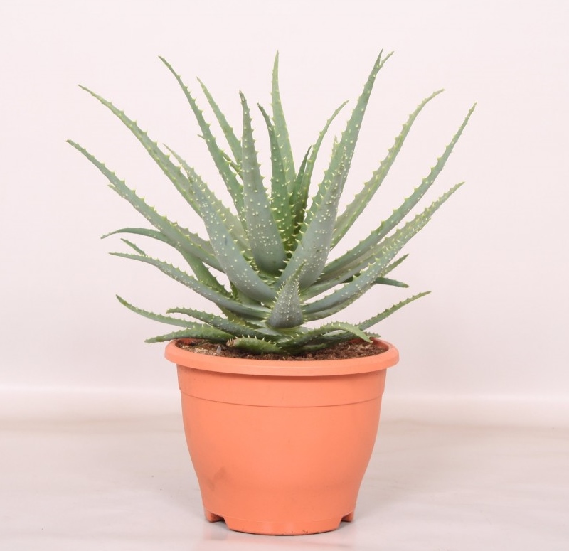Aloe arborescens