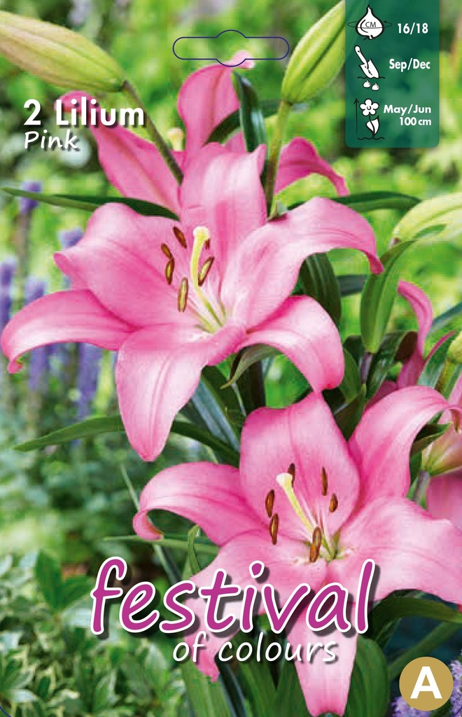 Lilium asiatique Rose