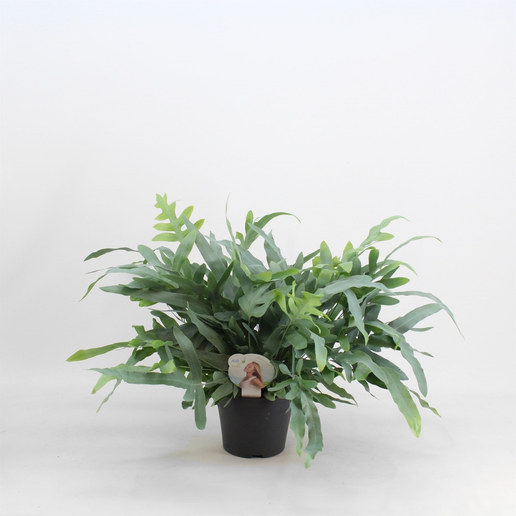 Phlebodium aureum 'Blue Star'