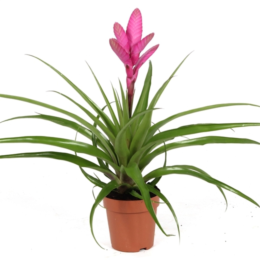 Tillandsia 'Antonio'