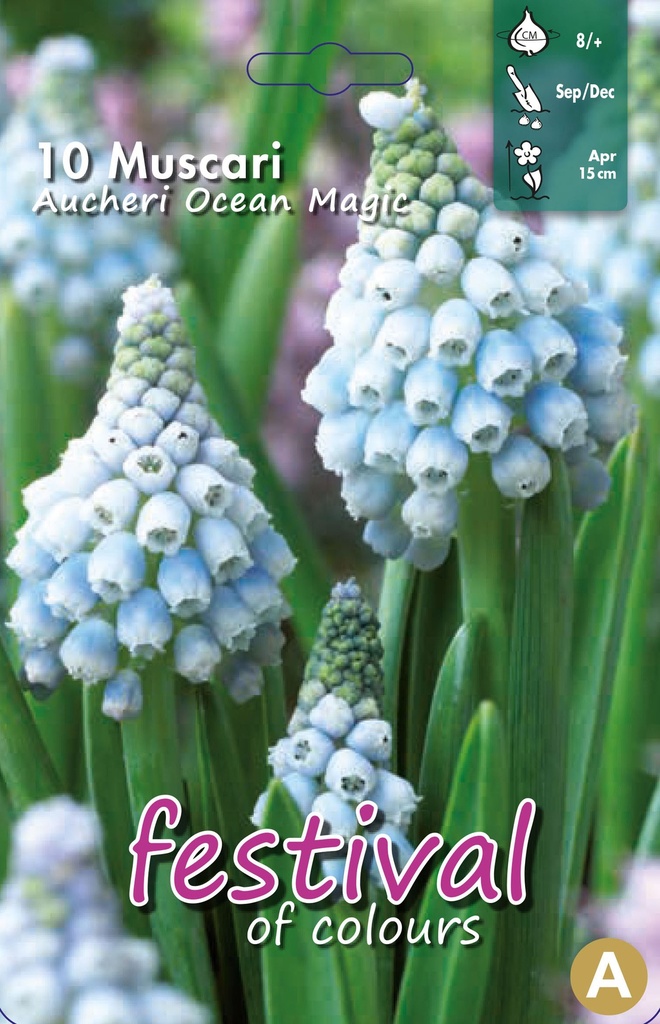 Muscari 'Ocean Magic'