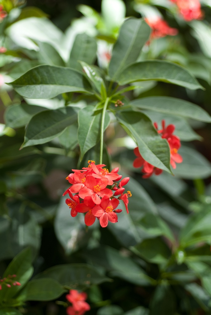 Jatropha integerrima