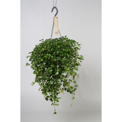 Pilea depressa