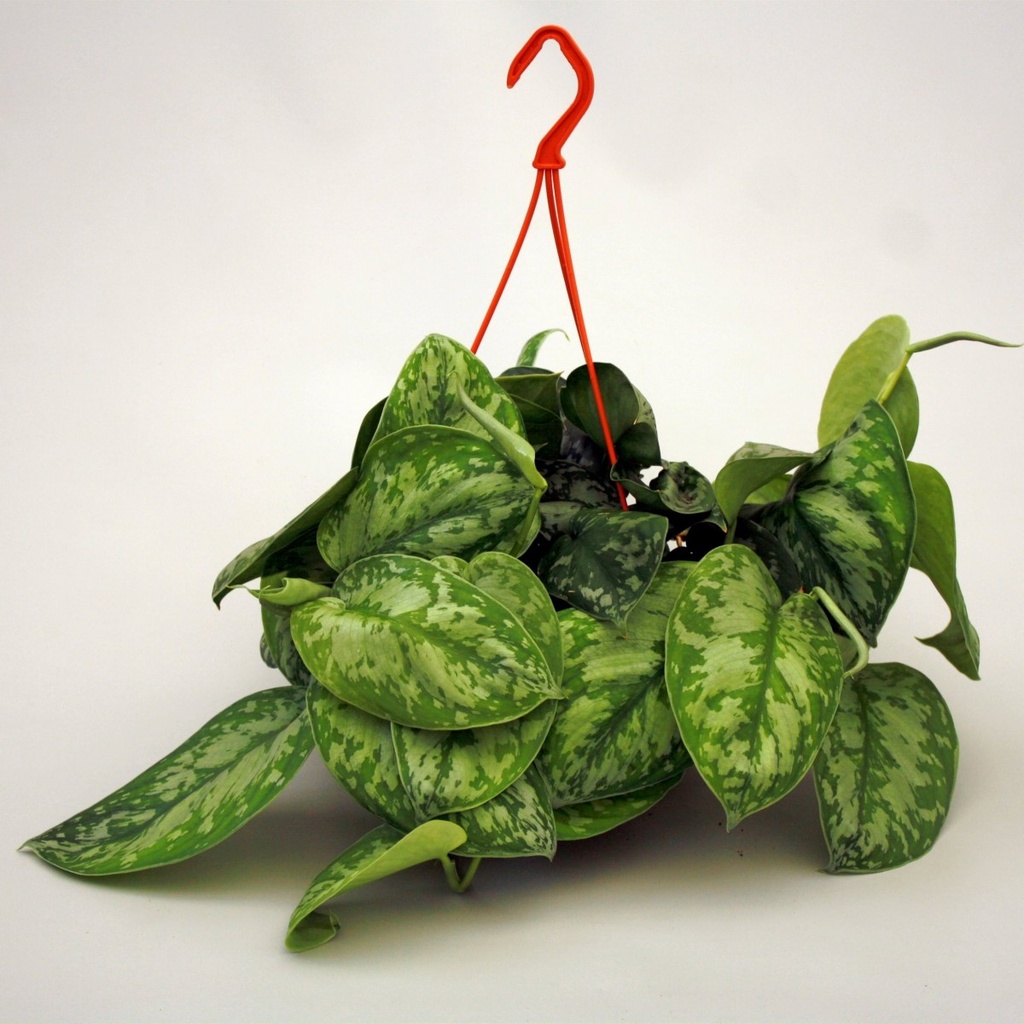 Scindapsus pictus 'Trebie'