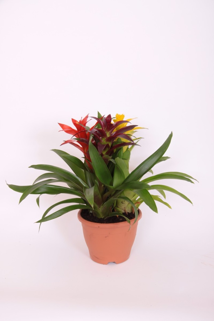 Guzmania dissitiflora 'Carnaval'
