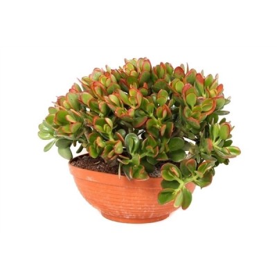 Crassula ovata 'Sunset'