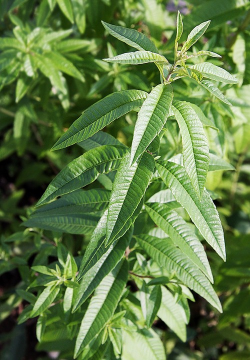 Verveine citronnelle