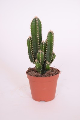 Cereus peruvianus 'Florida'