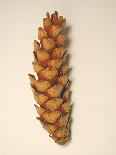 Pinus strobus