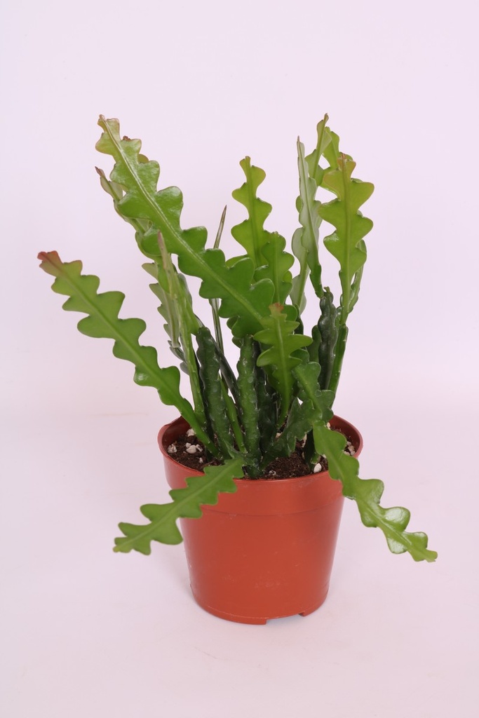 Epiphyllum anguliger