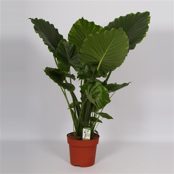 Alocasia gageana 'California'