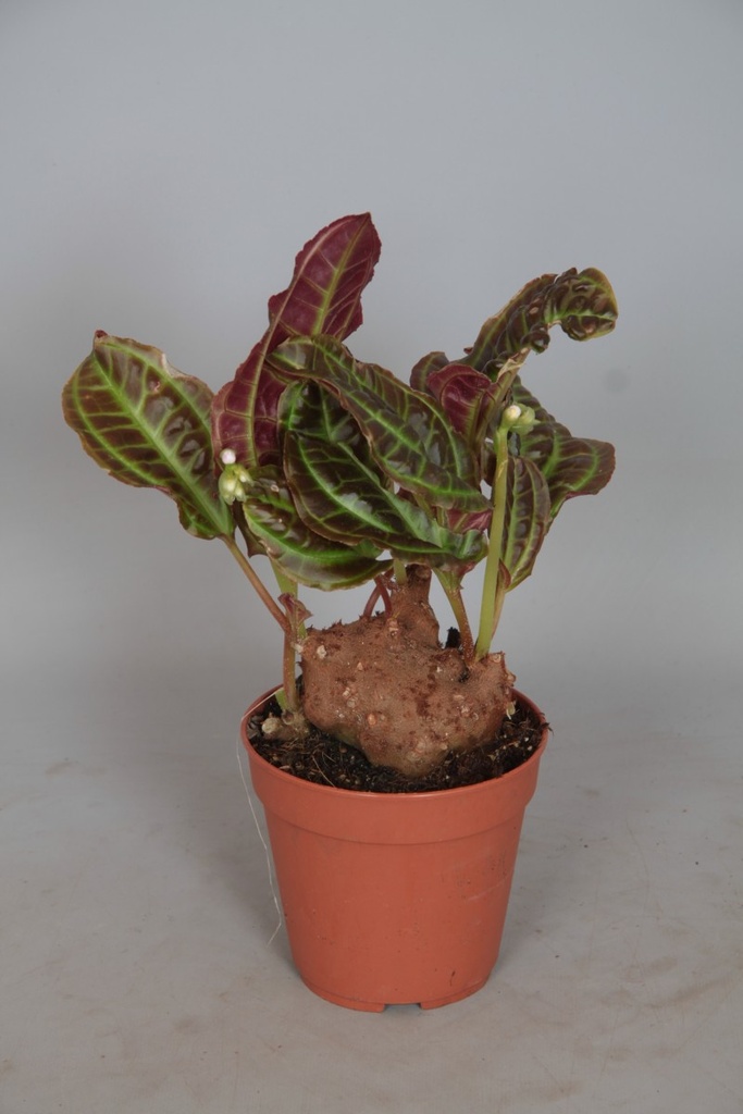 Monolena primuliflora