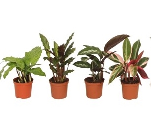 Calathea 'Mini'