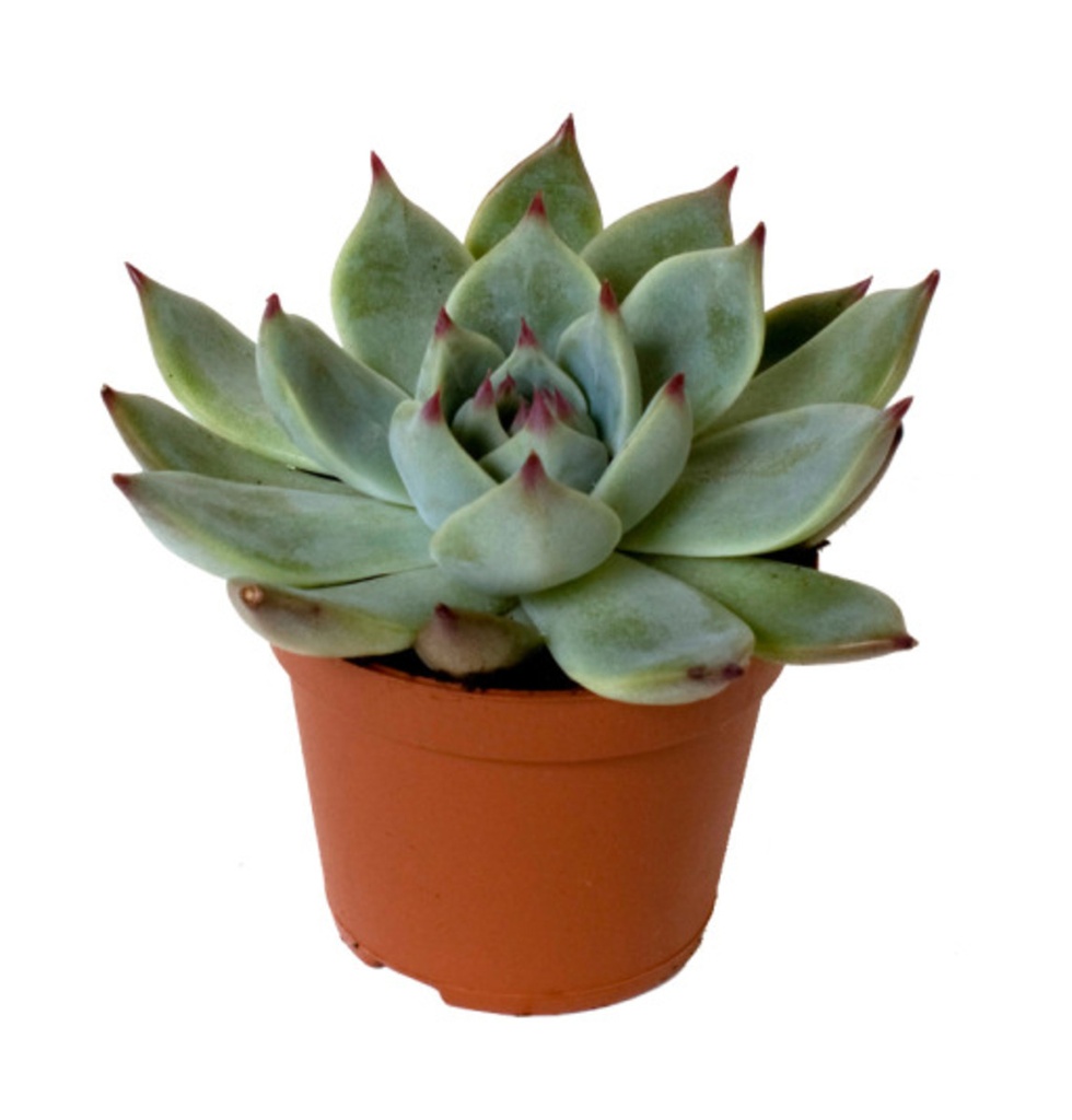 Echeveria 'Parva'