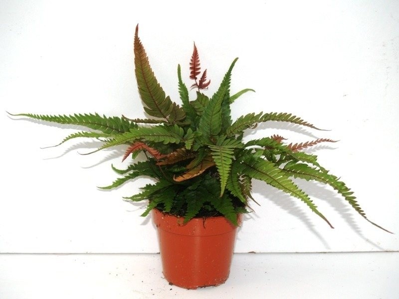 Pteris quadriaurita 'Tricolor'