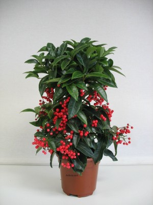 Ardisia crenata