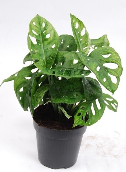 Monstera 'Monkey Mask'