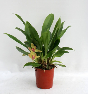 Cochleanthes