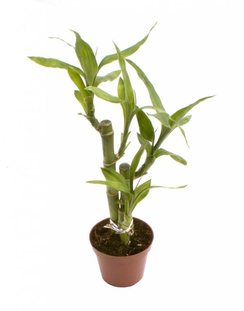 Dracaena sanderiana