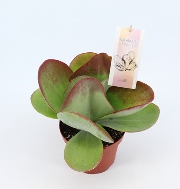 Kalanchoe thyrsiflora