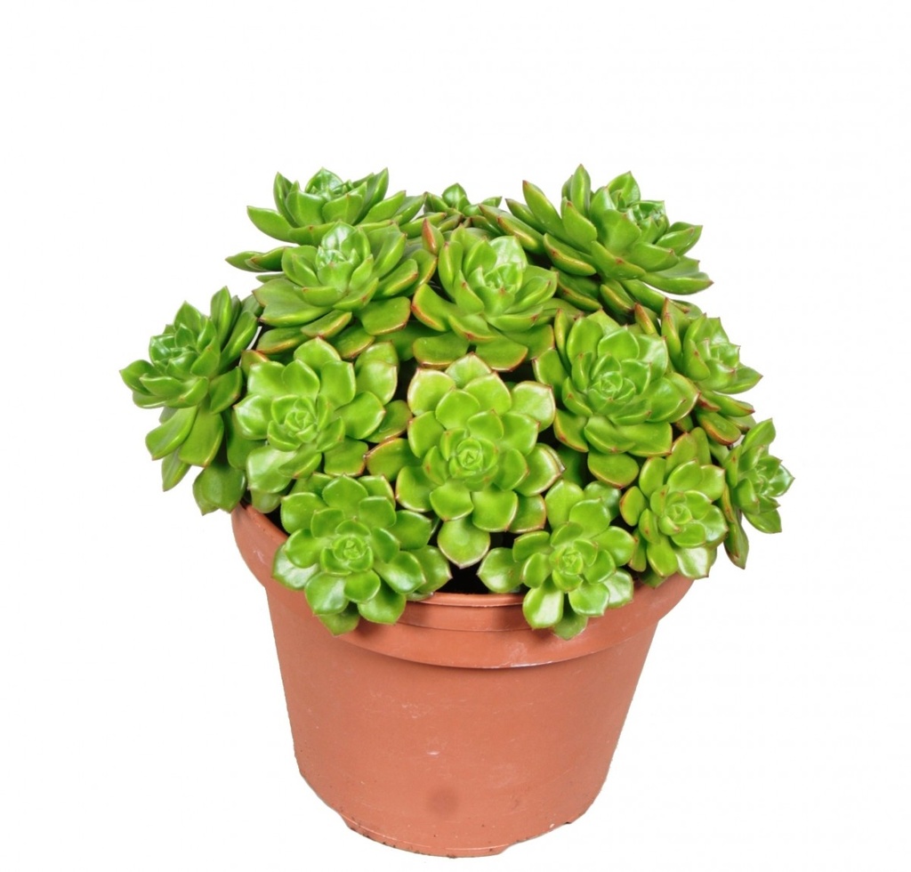 Echeveria affinis