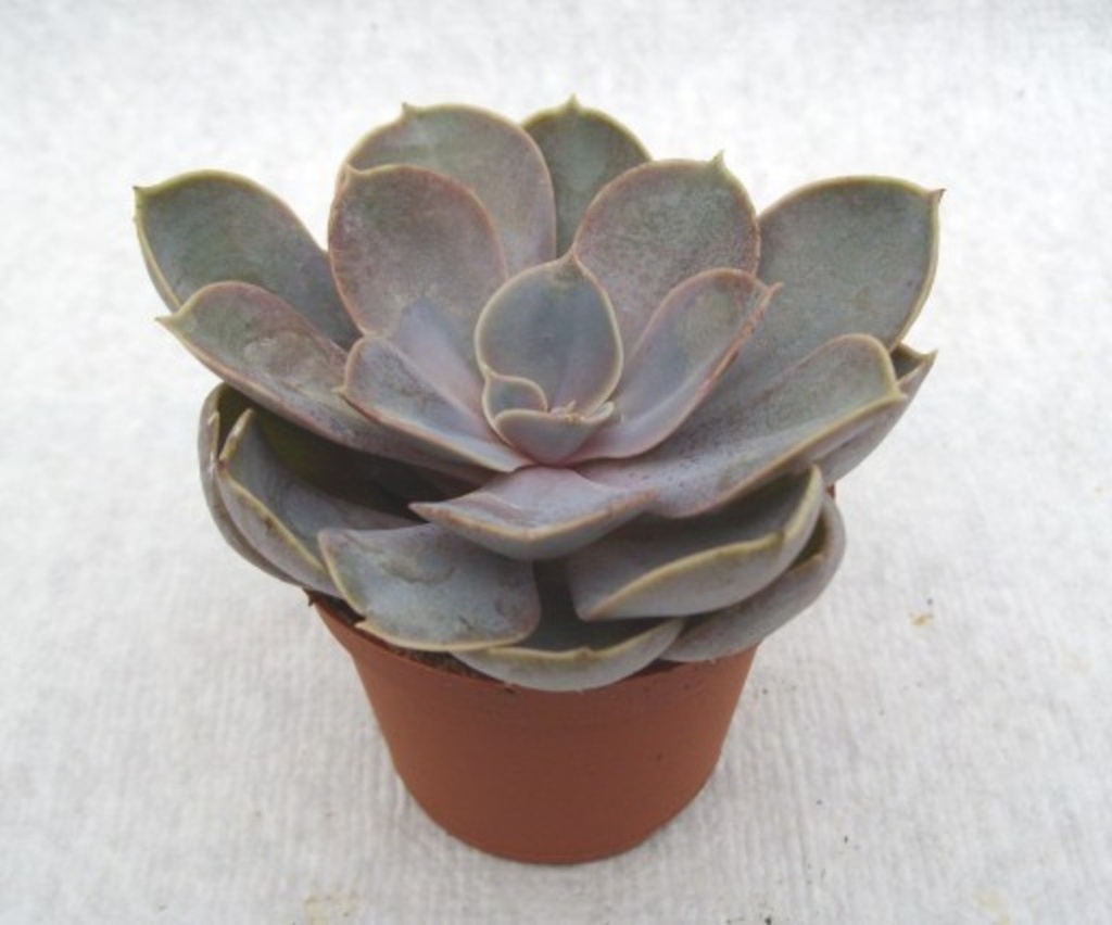 Echeveria metallica