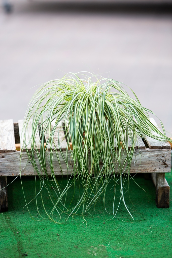 Carex hachijoensis 'Evergold'