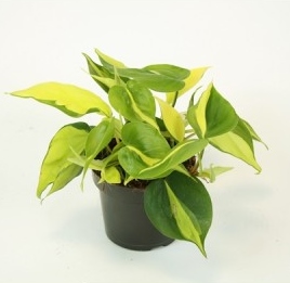 Philodendron scandens 'Brazil'