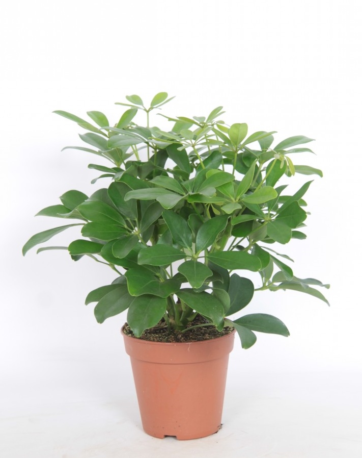 Schefflera ramifié