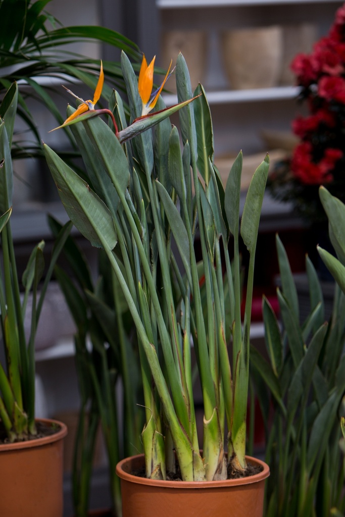 Strelitzia reginae