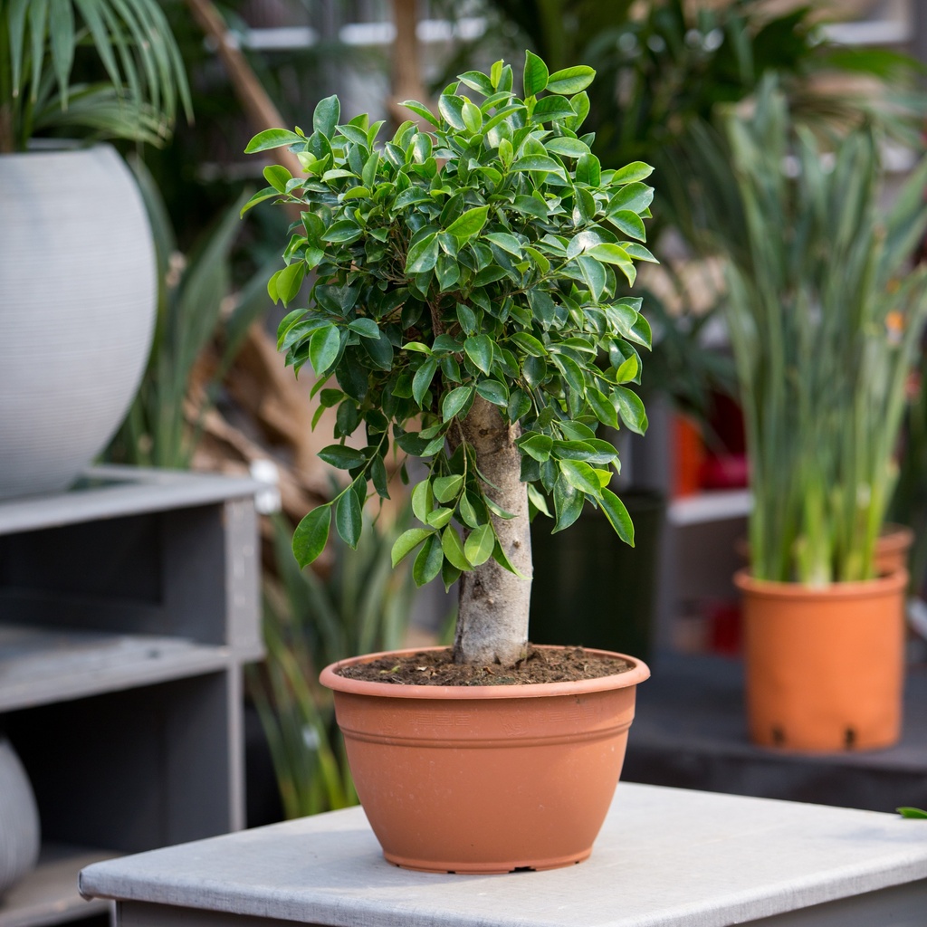 Ficus retusa 'Bonsaï'