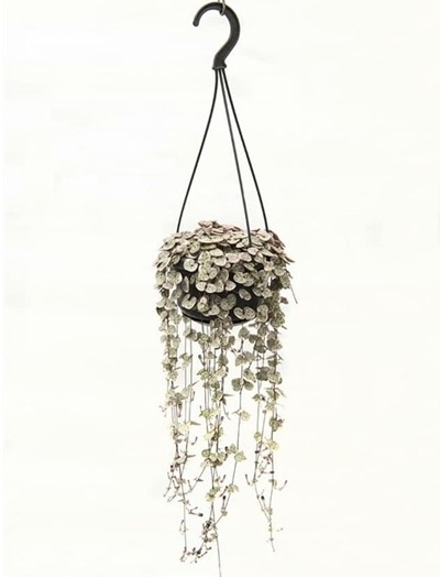 Ceropegia woodii 'Variegata'