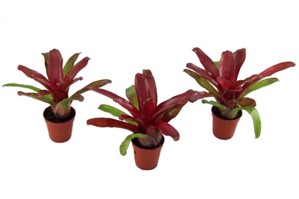 Nidularium 'Fireball vert'