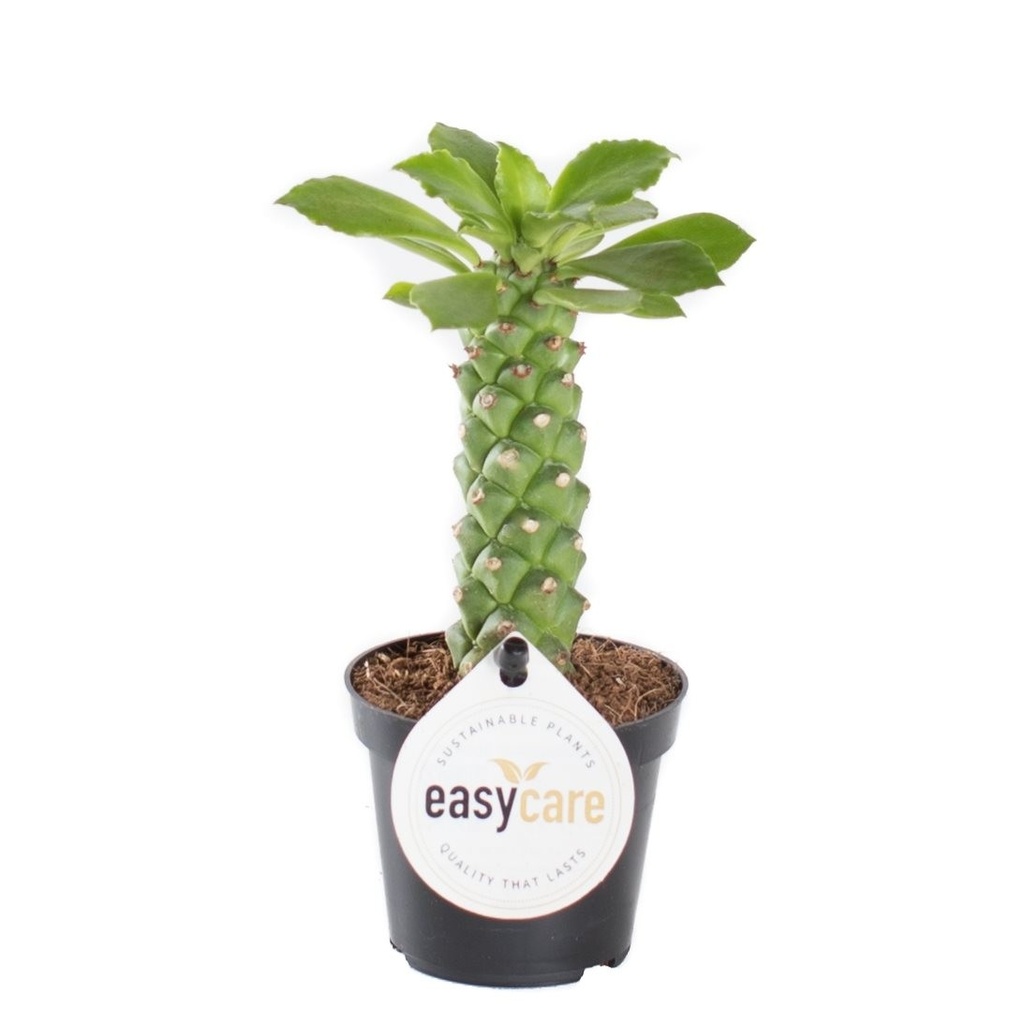 Monadenium guentheri