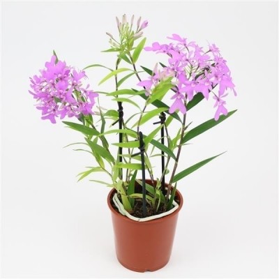 Panama Orchids