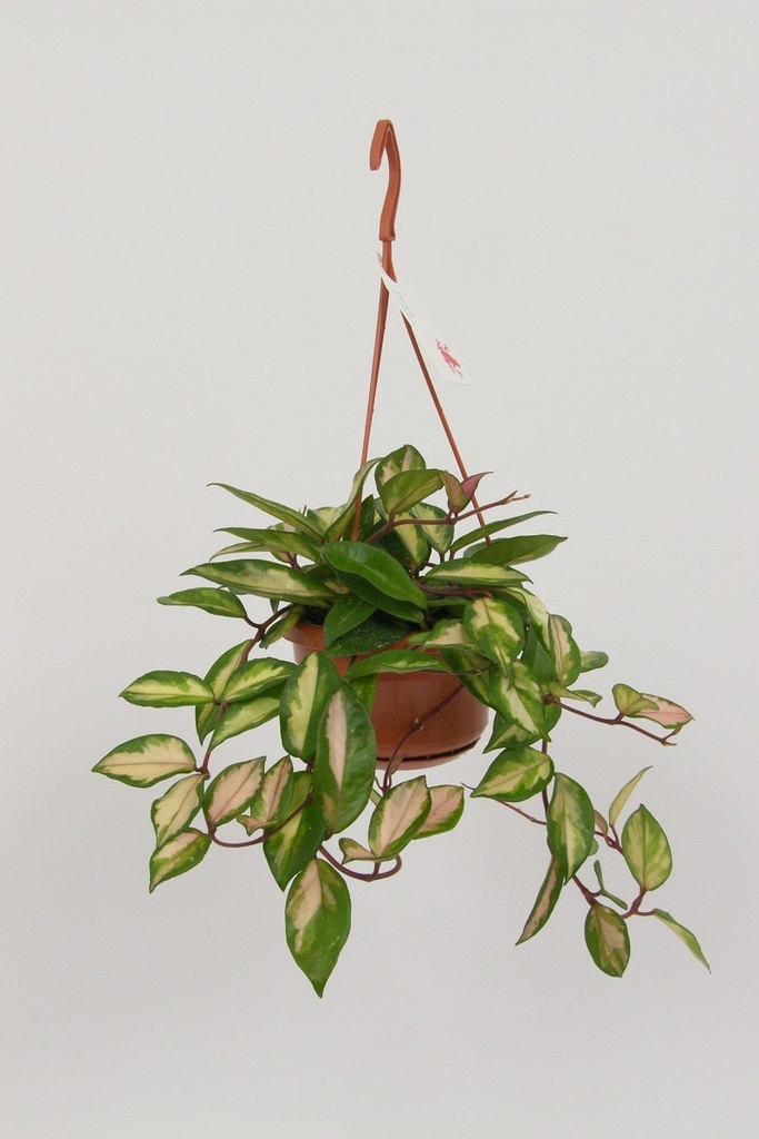 Hoya carnosa 'Rubra'