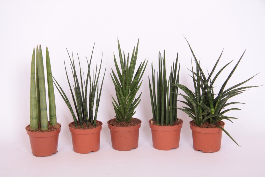Sanseveria 'Luxe'