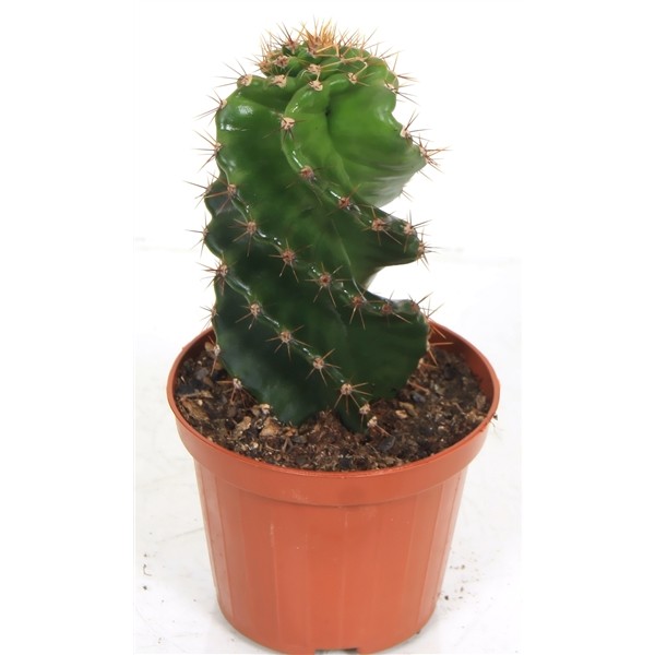 Cereus peruvianus 'Spiral'