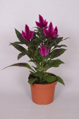 Celosia caracas 'Deep Purple'