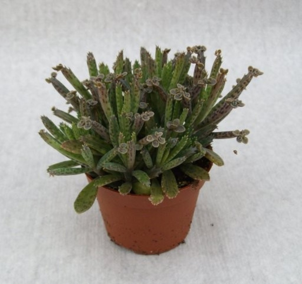 Kalanchoe tubiflora