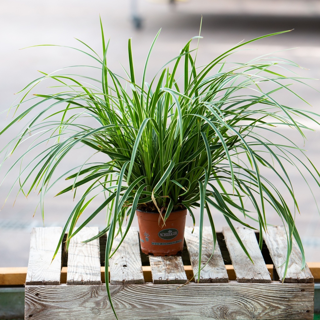 Carex morrowii 'Ice Dance'