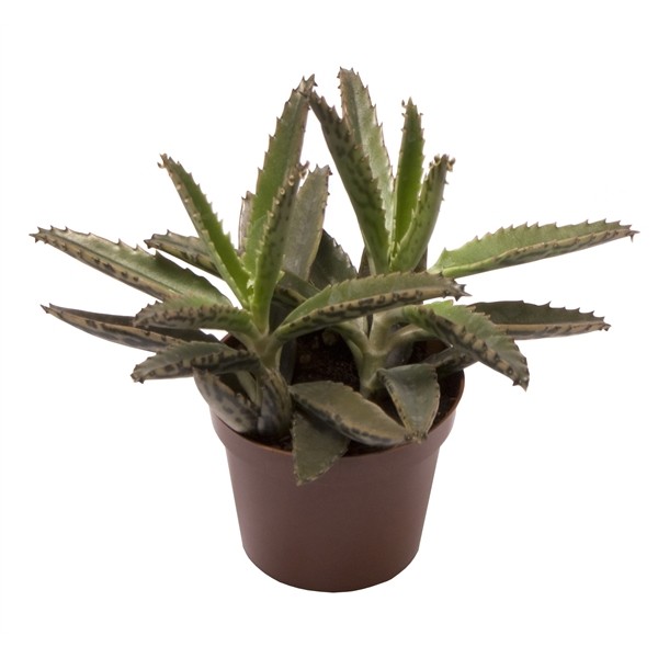 Kalanchoe daigremontiana